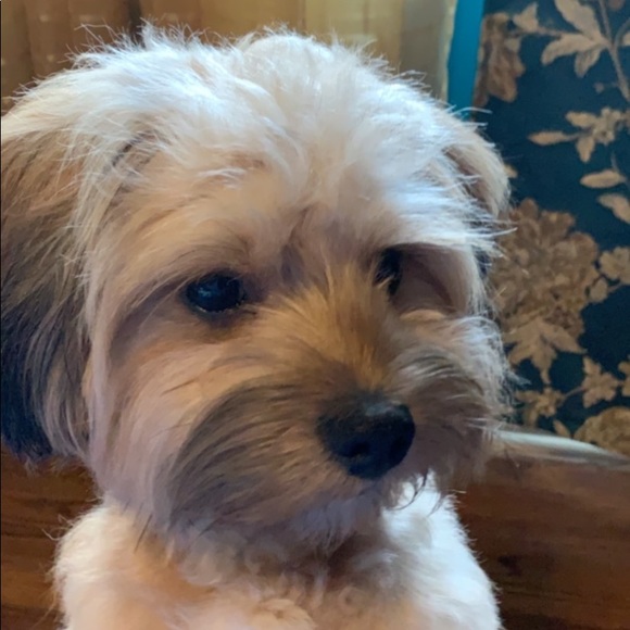 Meet your Posher, Daniel - Picture 1 of 1